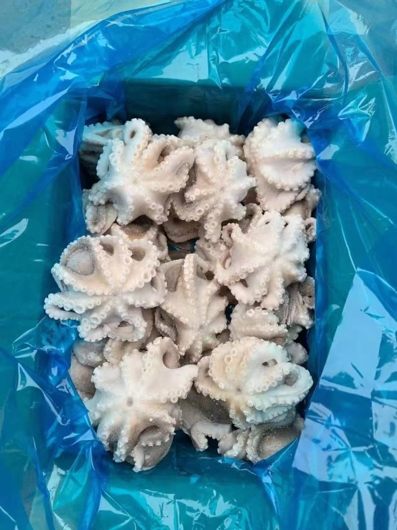 盐磨八爪鱼