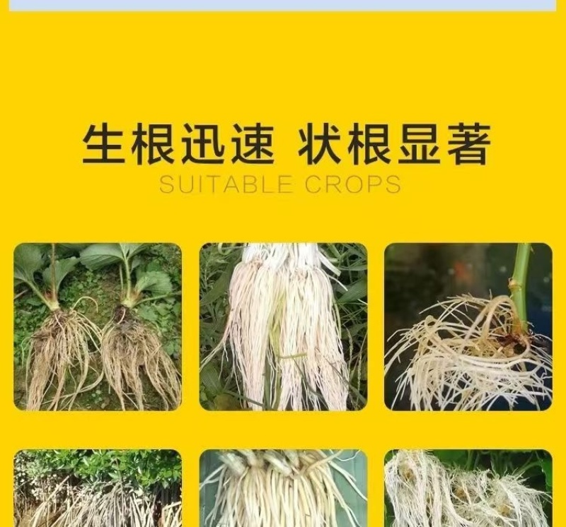 猛生根原液微量元素水溶肥料生根壮根养根修复厂家直销