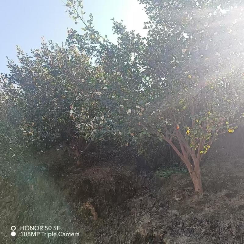 熟榨正宗无任何添加剂纯山茶籽油