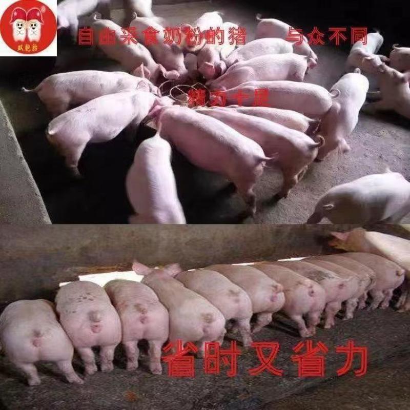 颗粒料厂家直销80斤袋装猪饲料喂猪中猪大猪成猪快速增肥长