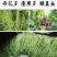 膨大拉直拉长素微量元素水溶肥叶面肥膨果拉直肥料