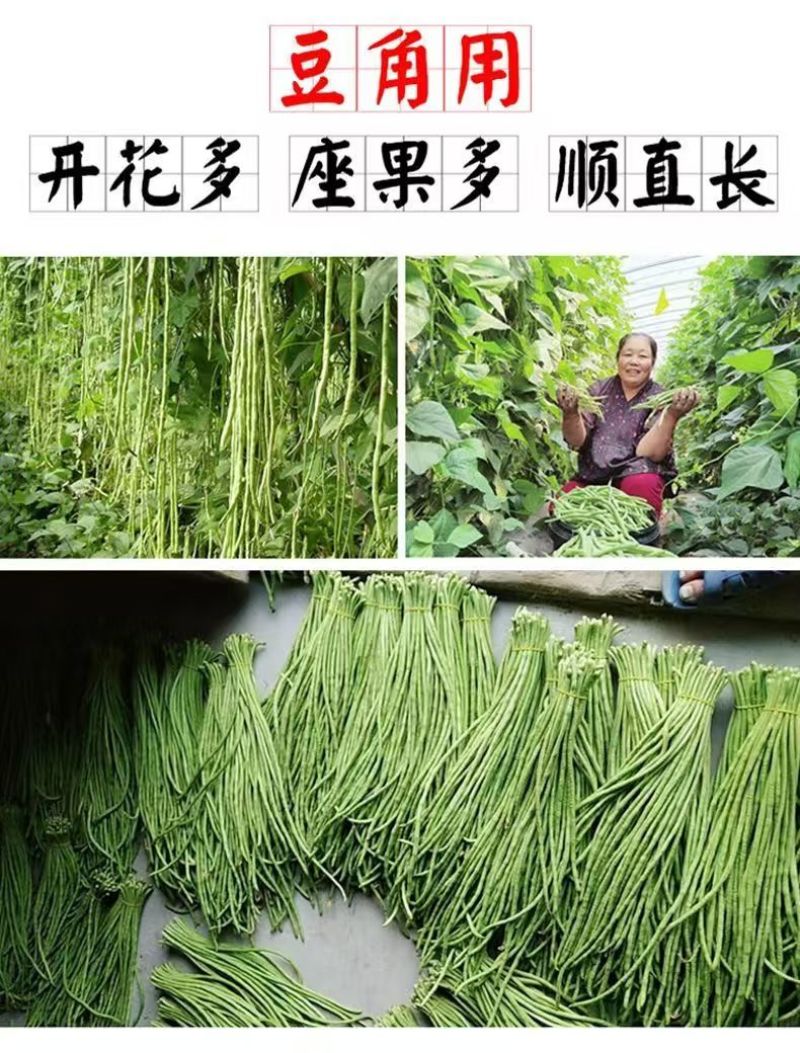 膨大拉直拉长素微量元素水溶肥叶面肥膨果拉直肥料