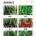膨大拉直拉长素微量元素水溶肥叶面肥膨果拉直肥料