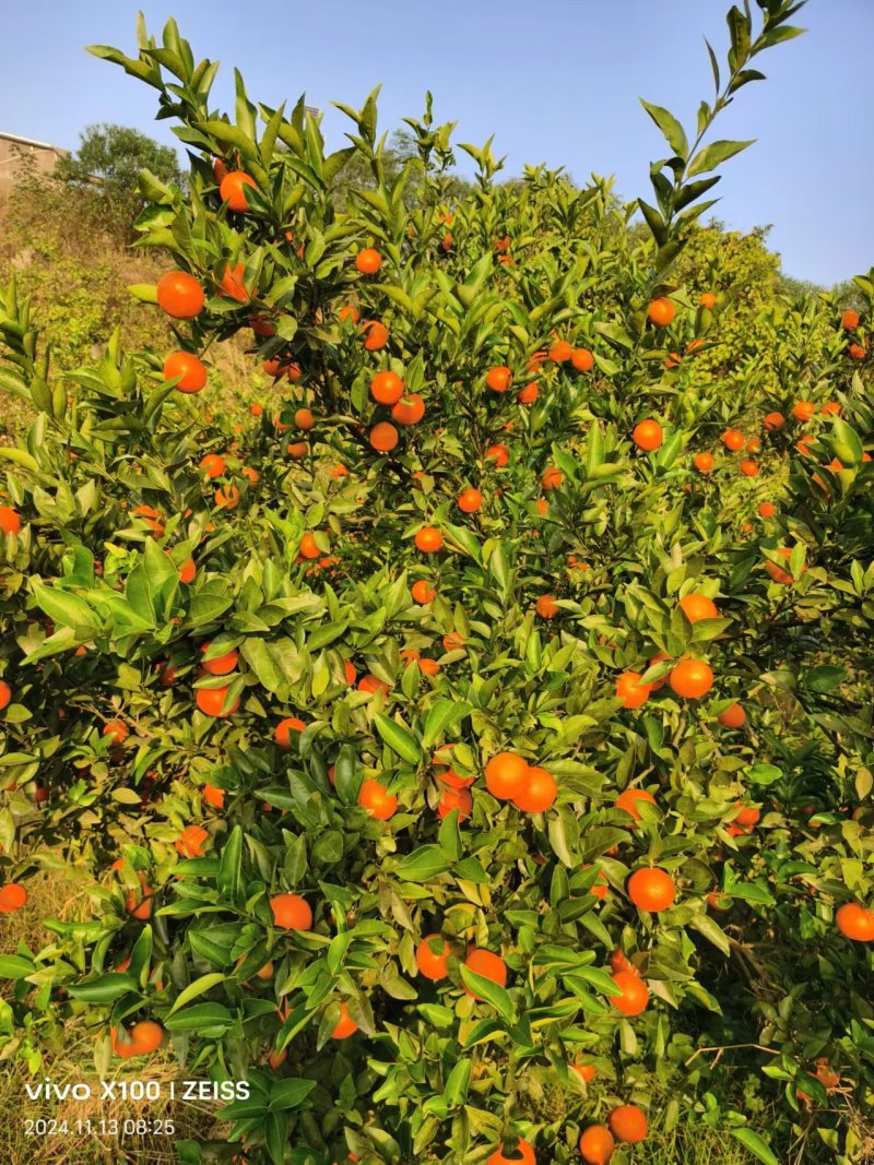 东方红蜜橘大量上市，味道鲜美，产地直发，一手货源