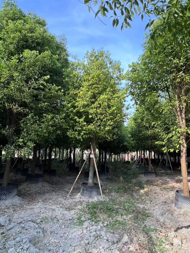 阴香（天竺桂）12-15-18公分大量现货需要的来电咨询