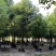 阴香（天竺桂）12-15-18公分大量现货需要的来电咨询