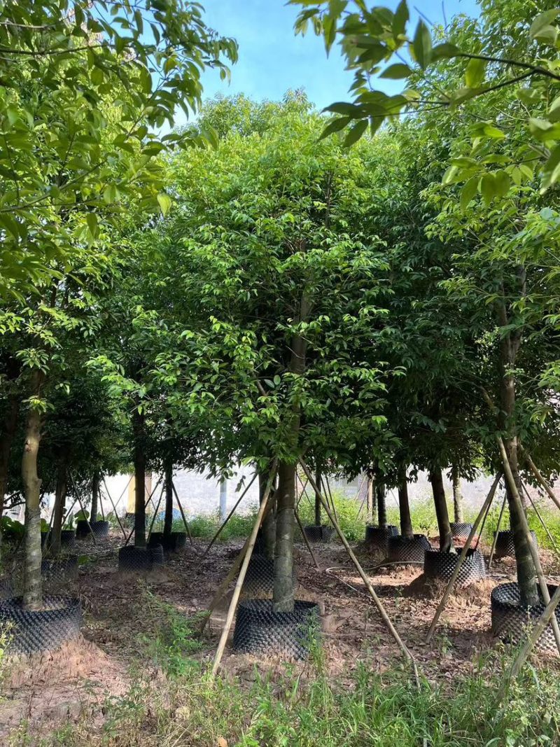 阴香（天竺桂）12-15-18公分大量现货需要的来电咨询