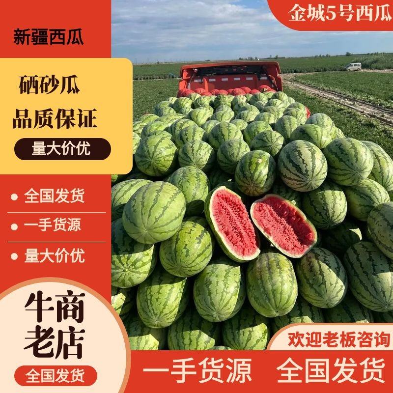 [金城5号西瓜批发]新疆昌吉昌吉市西瓜 0.70元/斤【推荐】新 _ 一亩田