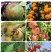 园立清微生物菌剂抑虫杀菌肥料防治真菌细菌病菌虫卵包邮