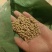 鸡鸭鹅牛羊蒸汽熟化育肥全价料颗粒，质量保证，欢迎咨询