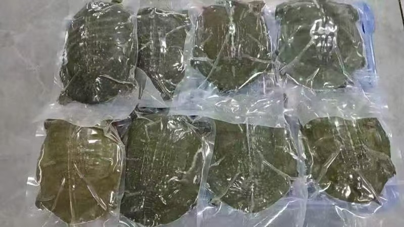 冻品甲鱼外塘甲鱼鲜活现杀去皮去甲去内脏量大价优