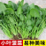 山东菠菜小叶菠菜一手货源产地直发可视频看货
