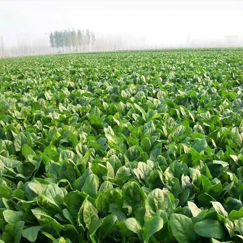 山东菠菜小叶菠菜一手货源产地直发可视频看货