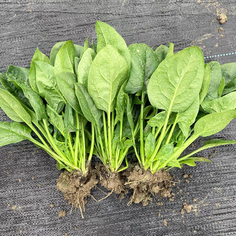 山东菠菜小叶菠菜一手货源产地直发可视频看货