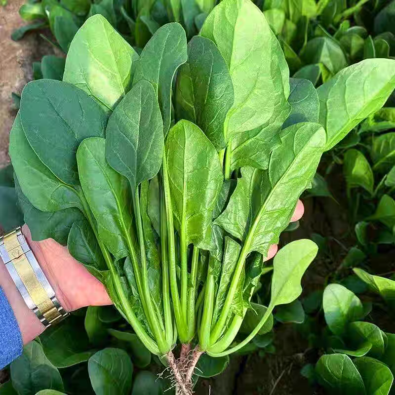 山东菠菜小叶菠菜一手货源产地直发可视频看货