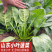 山东菠菜小叶菠菜一手货源产地直发可视频看货