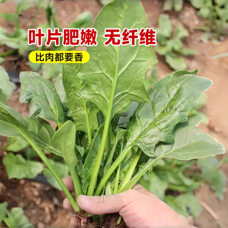 山东菠菜小叶菠菜一手货源产地直发可视频看货