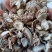 阳春山奈/沙姜/足干无硫/精选好货/批发兼零售，全国包邮