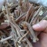 五加皮/精选好货/批发兼零售，量大可商议，全国包邮