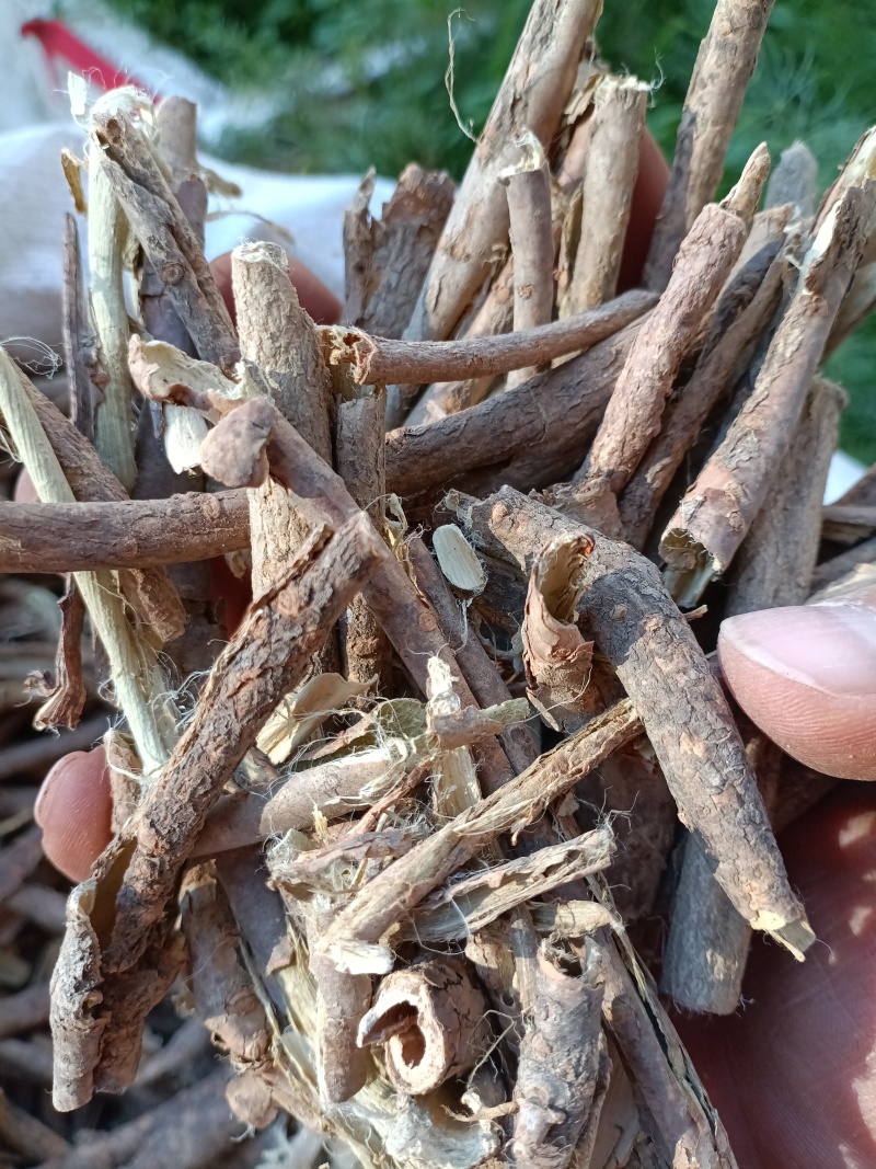 五加皮/精选好货/批发兼零售，量大可商议，全国包邮