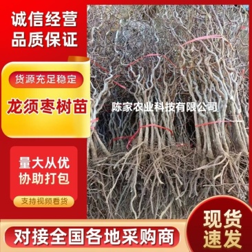 龙爪枣苗庭院冬枣当年结果地栽盆栽树苗龙枣果树苗枣树苗室内