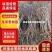 龙爪枣苗庭院冬枣当年结果地栽盆栽树苗龙枣果树苗枣树苗室内
