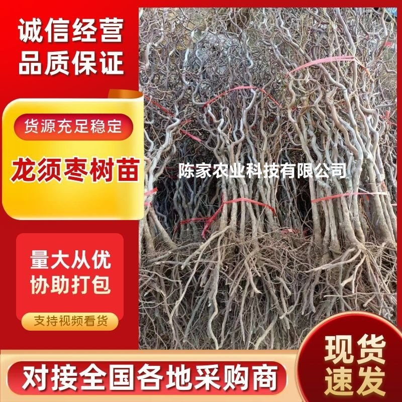龙爪枣苗庭院冬枣当年结果地栽盆栽树苗龙枣果树苗枣树苗室内