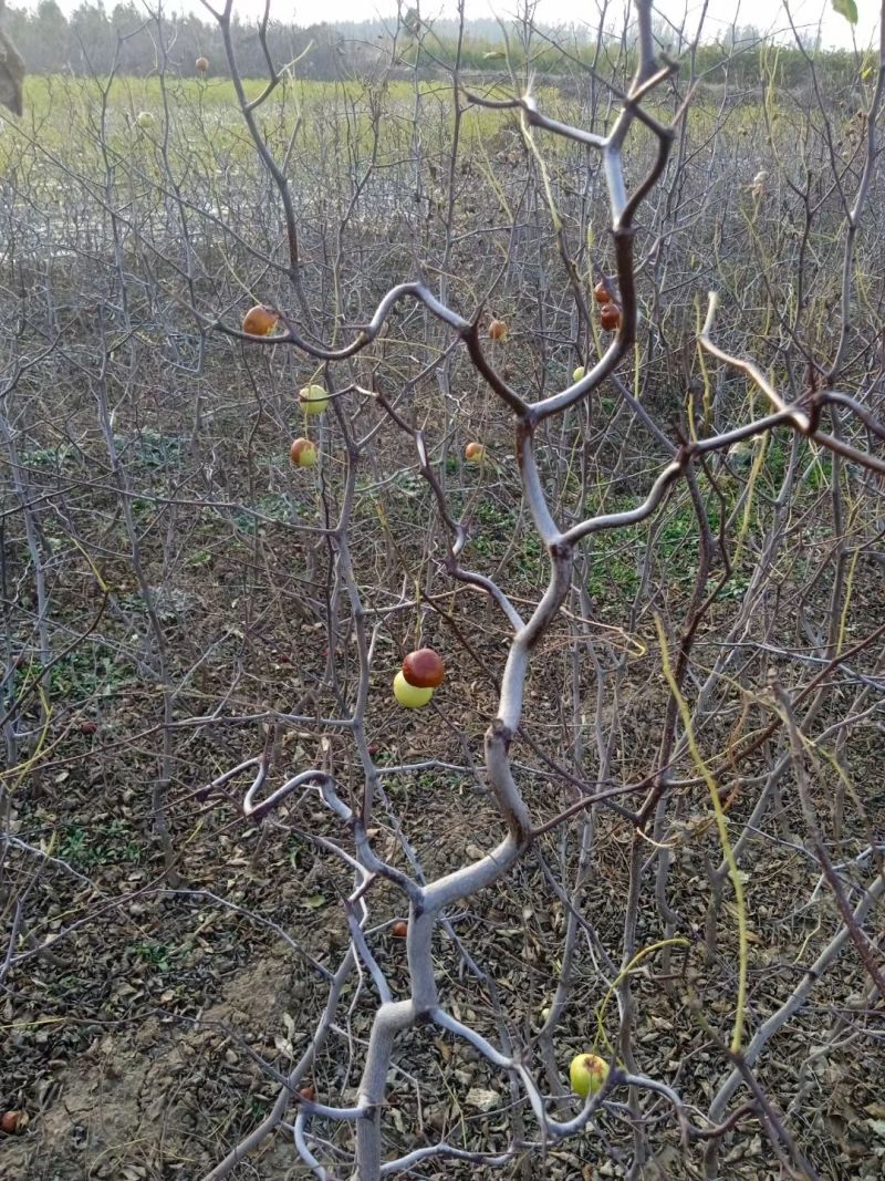 龙爪枣苗庭院冬枣当年结果地栽盆栽树苗龙枣果树苗枣树苗室内