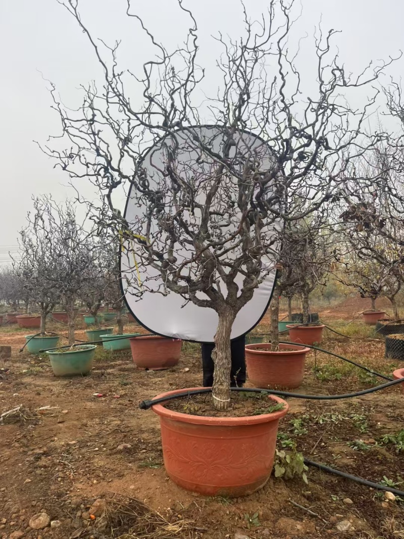 龙爪枣苗庭院冬枣当年结果地栽盆栽树苗龙枣果树苗枣树苗室内