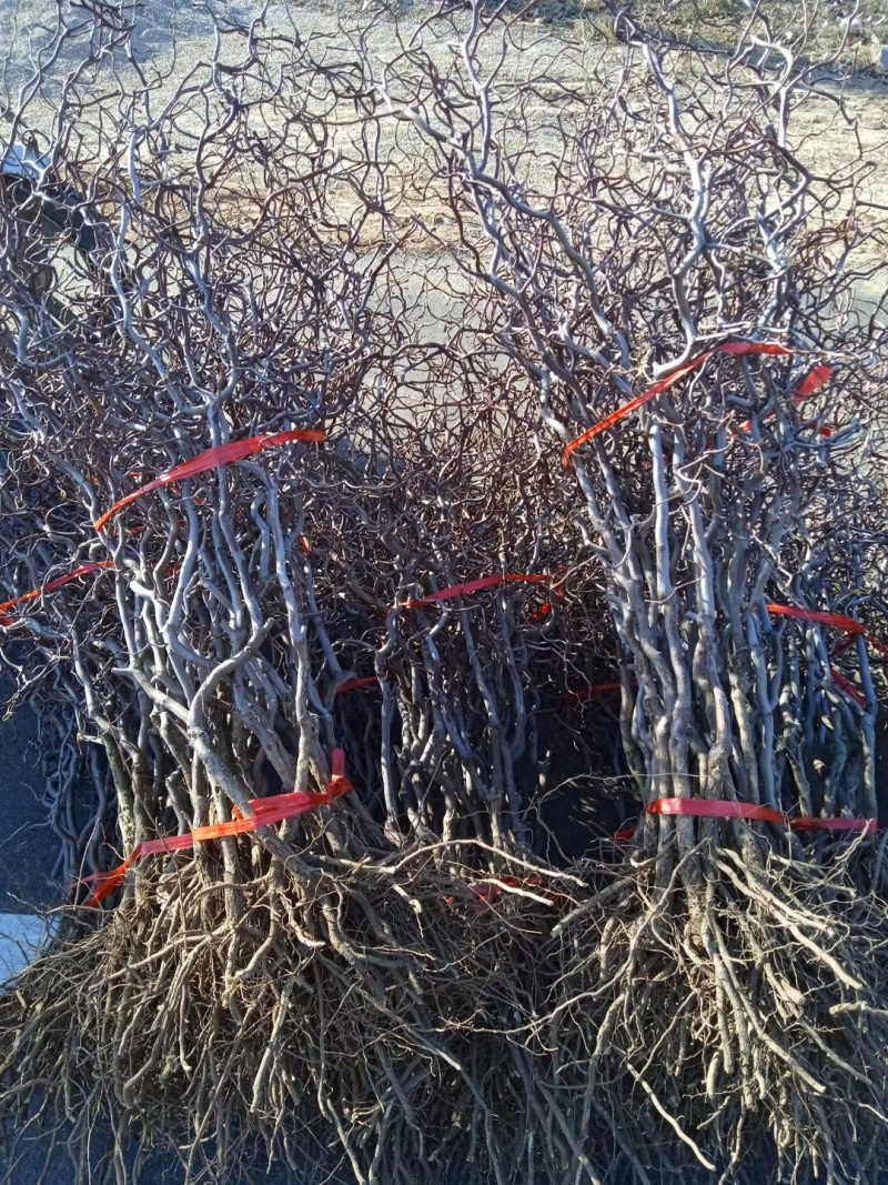 龙爪枣苗庭院冬枣当年结果地栽盆栽树苗龙枣果树苗枣树苗室内