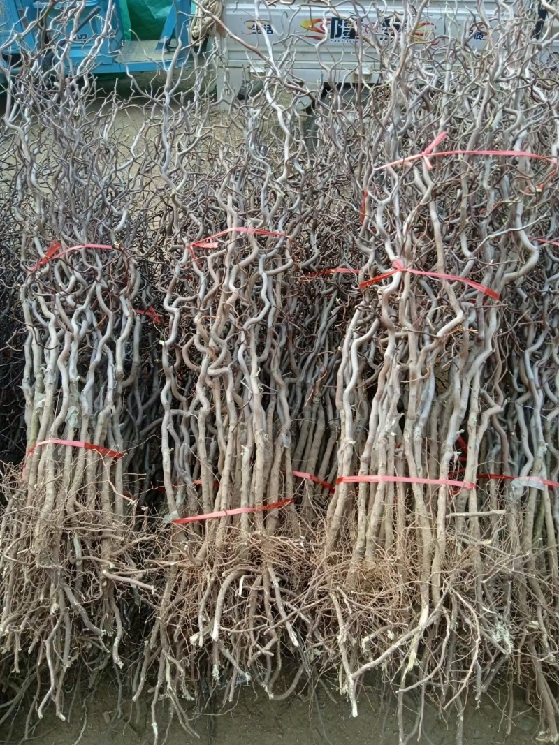 龙爪枣苗庭院冬枣当年结果地栽盆栽树苗龙枣果树苗枣树苗室内