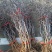 龙爪枣苗庭院冬枣当年结果地栽盆栽树苗龙枣果树苗枣树苗室内