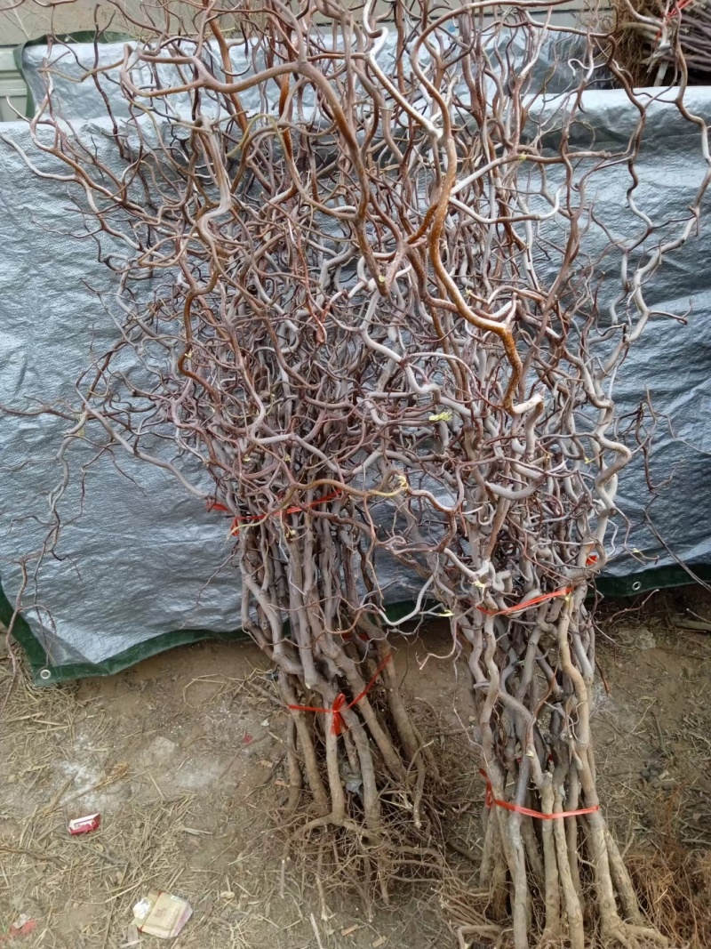龙爪枣苗庭院冬枣当年结果地栽盆栽树苗龙枣果树苗枣树苗室内