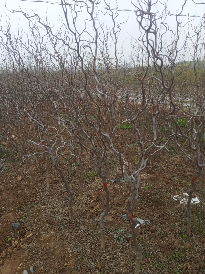 龙爪枣苗庭院冬枣当年结果地栽盆栽树苗龙枣果树苗枣树苗室内