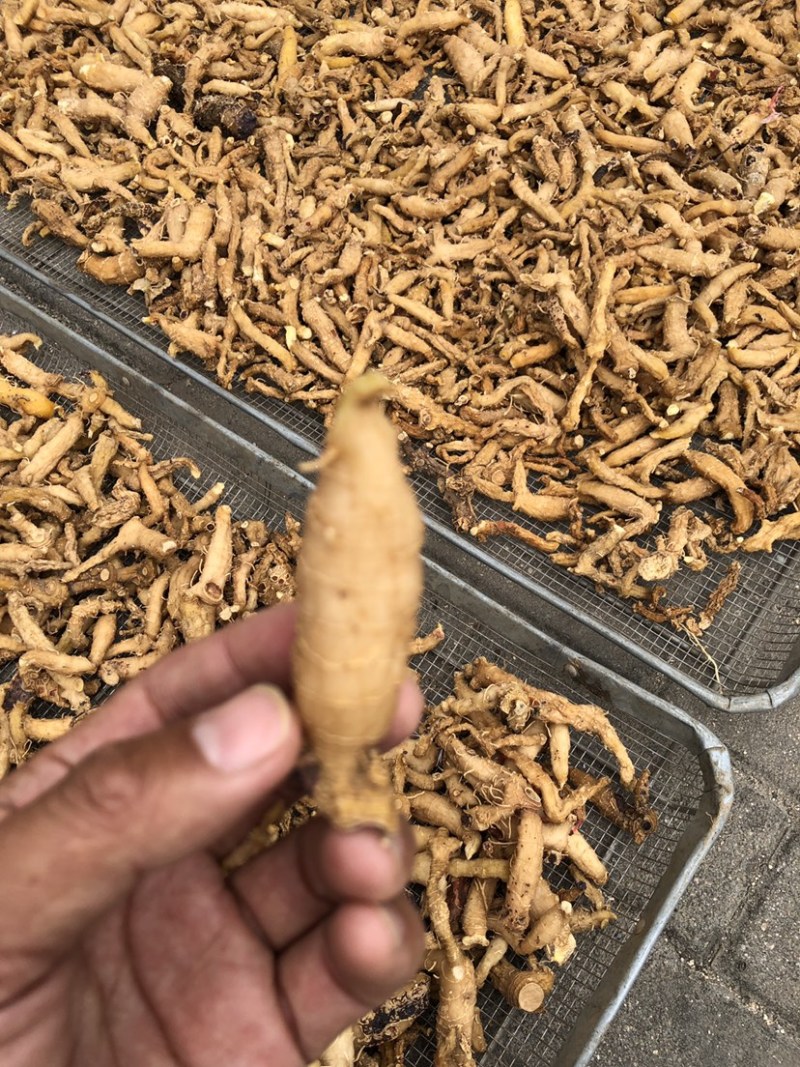黄精干货，干黄精，姜型无硫，鸡头黄精，多花黄精