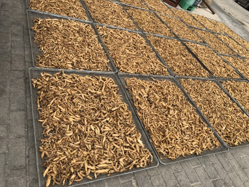 黄精干货，干黄精，姜型无硫，鸡头黄精，多花黄精