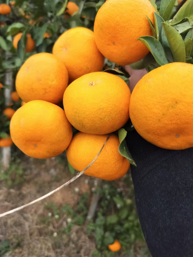 蜜橘湖北蜜橘大量供应皮薄多汁产地直发欢迎来电咨询