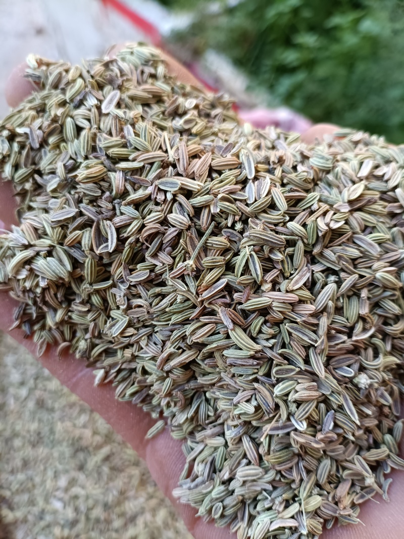 茴香/甘肃小茴香/味道纯正/香味浓/颗粒饱满/精选好货