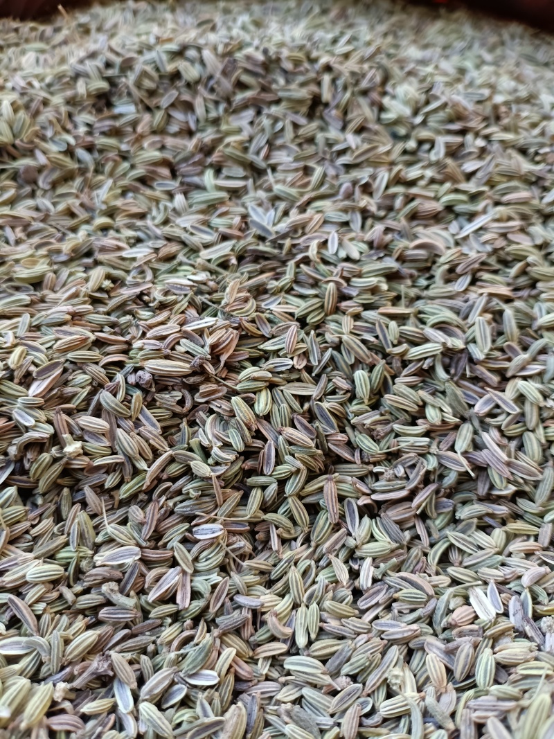 茴香/甘肃小茴香/味道纯正/香味浓/颗粒饱满/精选好货