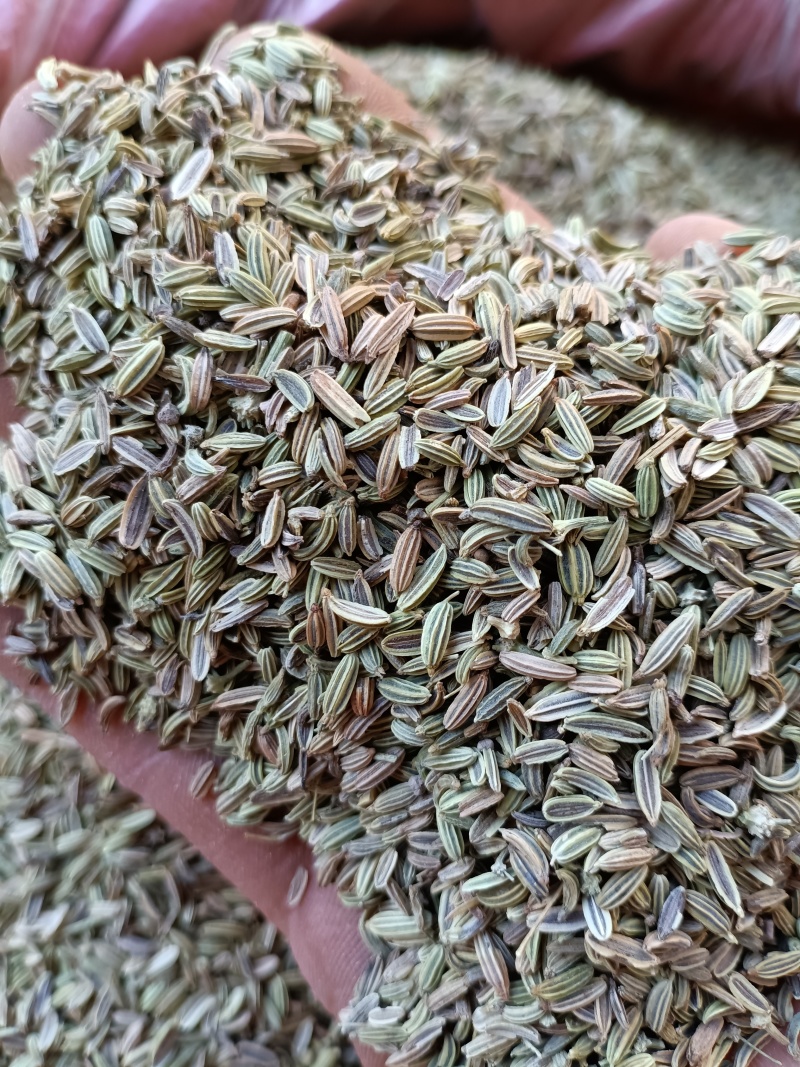 茴香/甘肃小茴香/味道纯正/香味浓/颗粒饱满/精选好货