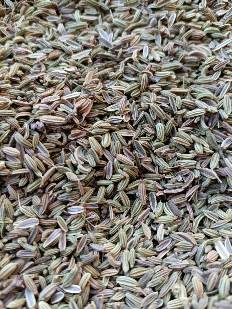 茴香/甘肃小茴香/味道纯正/香味浓/颗粒饱满/精选好货