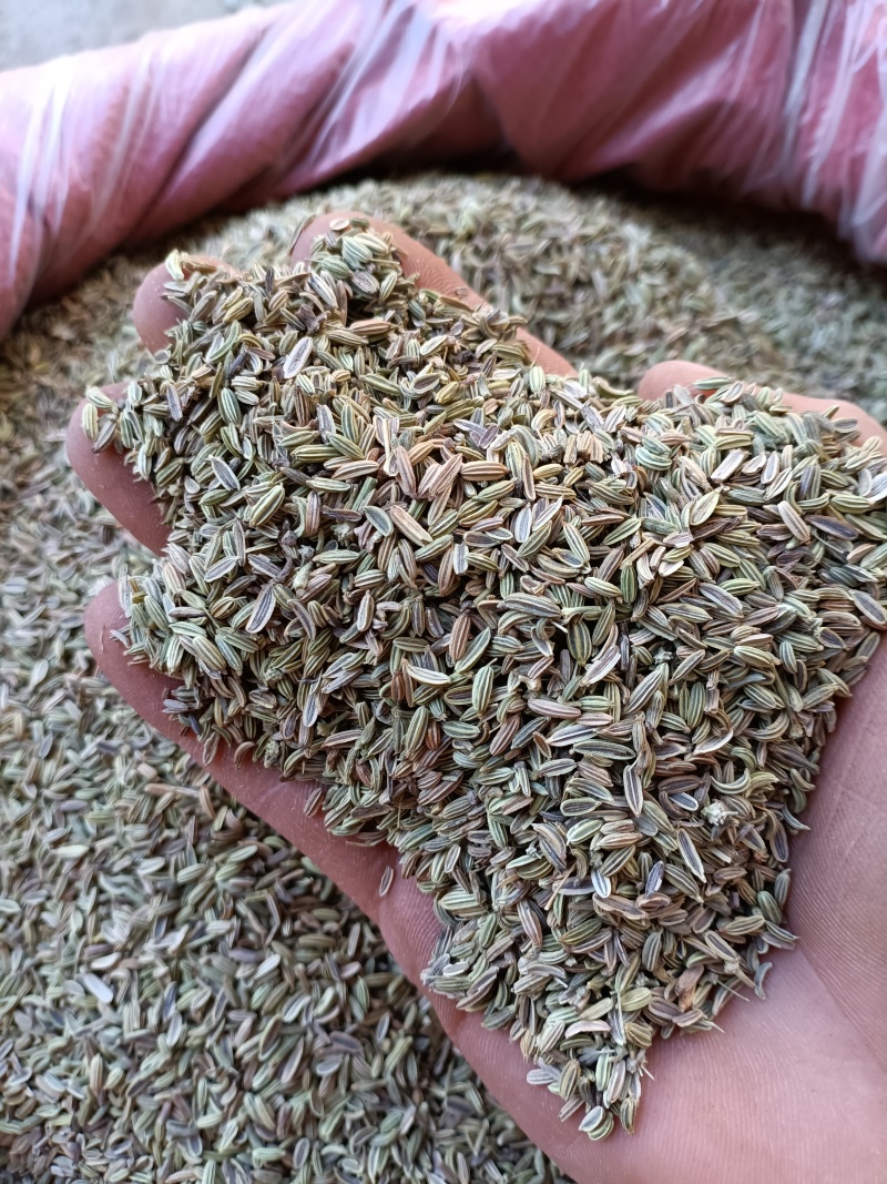 茴香/甘肃小茴香/味道纯正/香味浓/颗粒饱满/精选好货