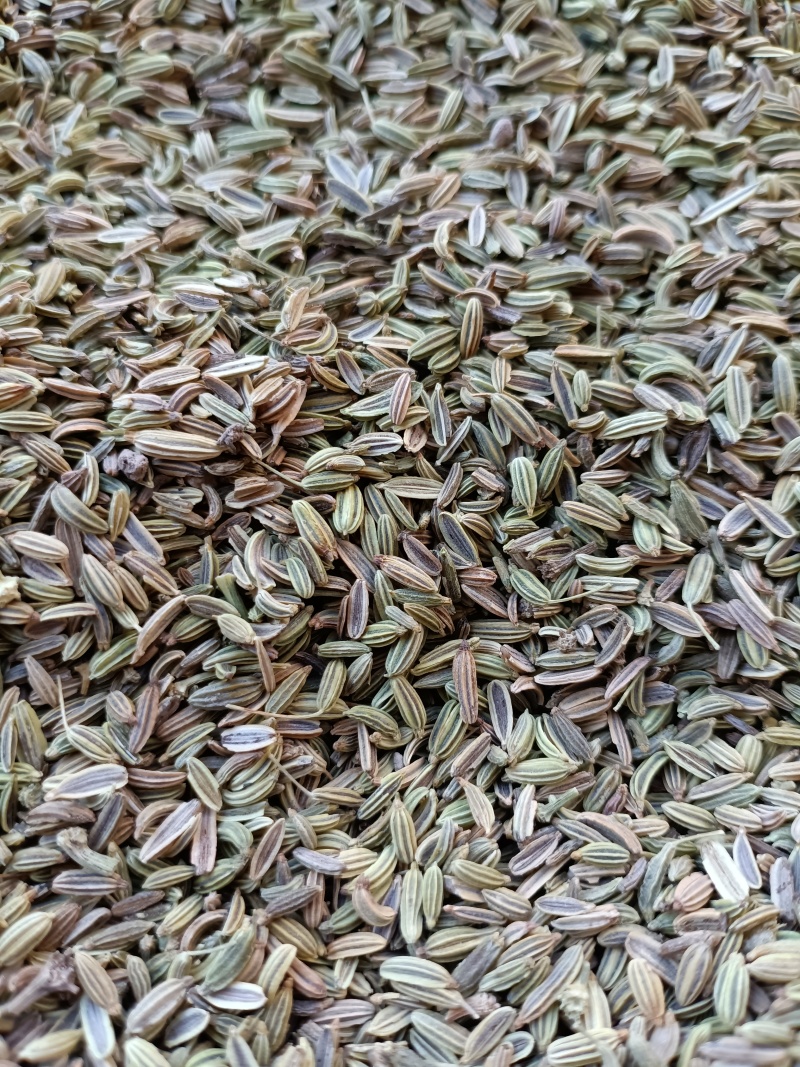 茴香/甘肃小茴香/味道纯正/香味浓/颗粒饱满/精选好货