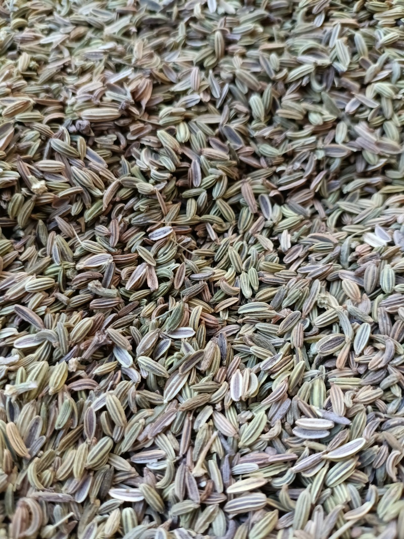茴香/甘肃小茴香/味道纯正/香味浓/颗粒饱满/精选好货