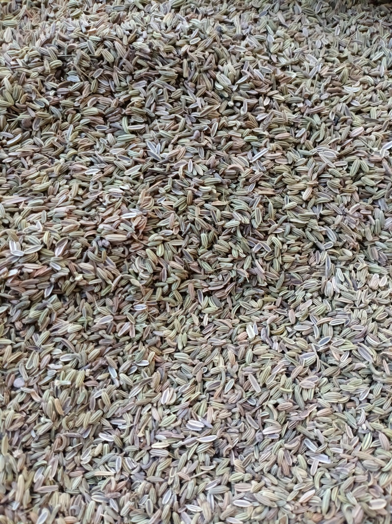 茴香/甘肃小茴香/味道纯正/香味浓/颗粒饱满/精选好货