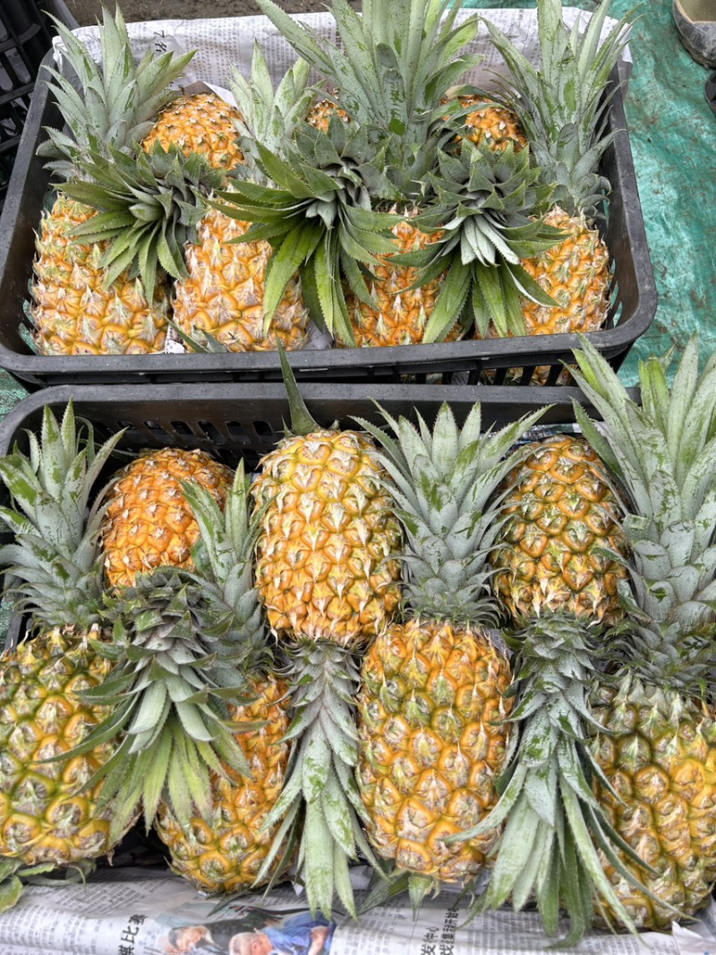 【香水菠萝】云南高山菠萝新鲜菠萝大量上市代发对接全国市场