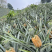 【香水菠萝】云南高山菠萝新鲜菠萝大量上市代发对接全国市场