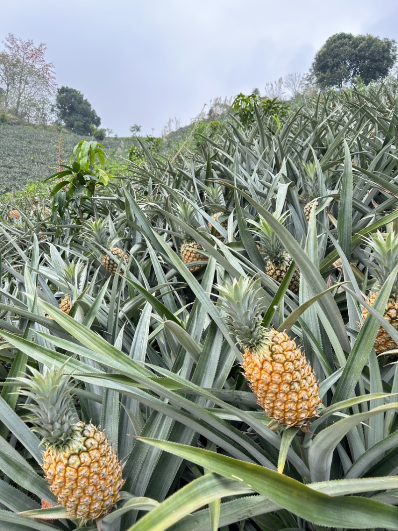 【香水菠萝】云南高山菠萝新鲜菠萝大量上市代发对接全国市场