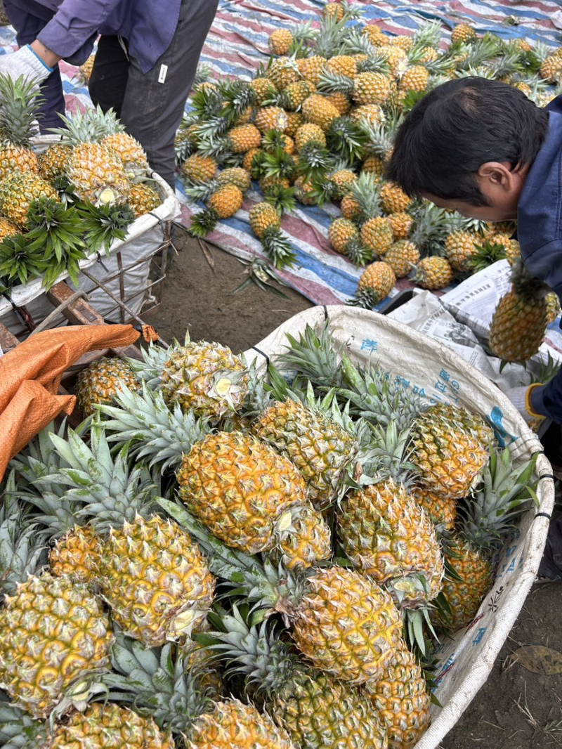 【香水菠萝】云南高山菠萝新鲜菠萝大量上市代发对接全国市场