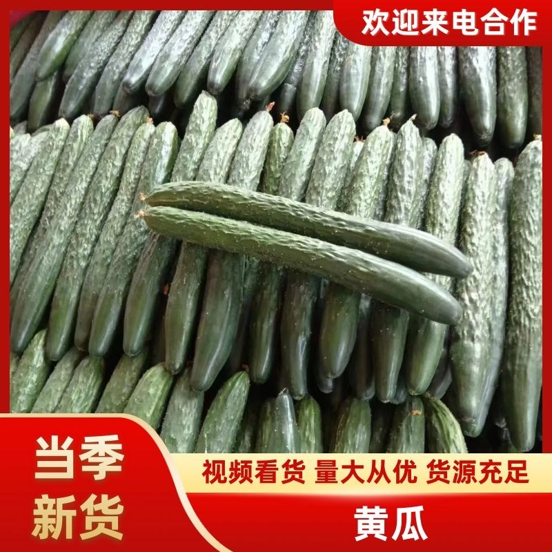 新鲜精品黄瓜。产地直发，支持全国发货